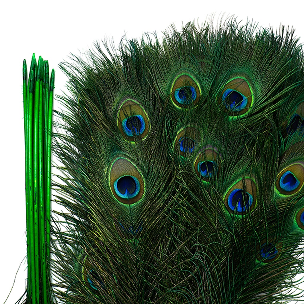 Peacock Tail Eyes Stem Dyed - 25-40 Inch - 100 PCS - Kelly - Feathers