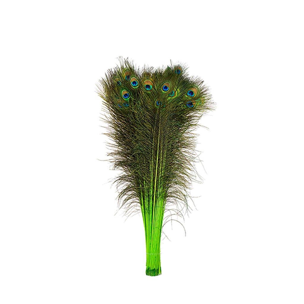 Peacock Tail Eyes Stem Dyed - 25-40 Inch - 100 PCS - Lime - Feathers