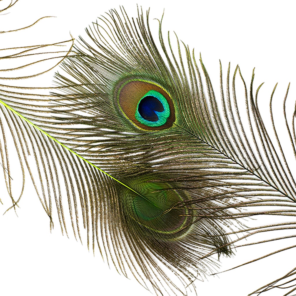 Peacock Tail Eyes Stem Dyed - 25-40 Inch - 100 PCS - Lime - Feathers