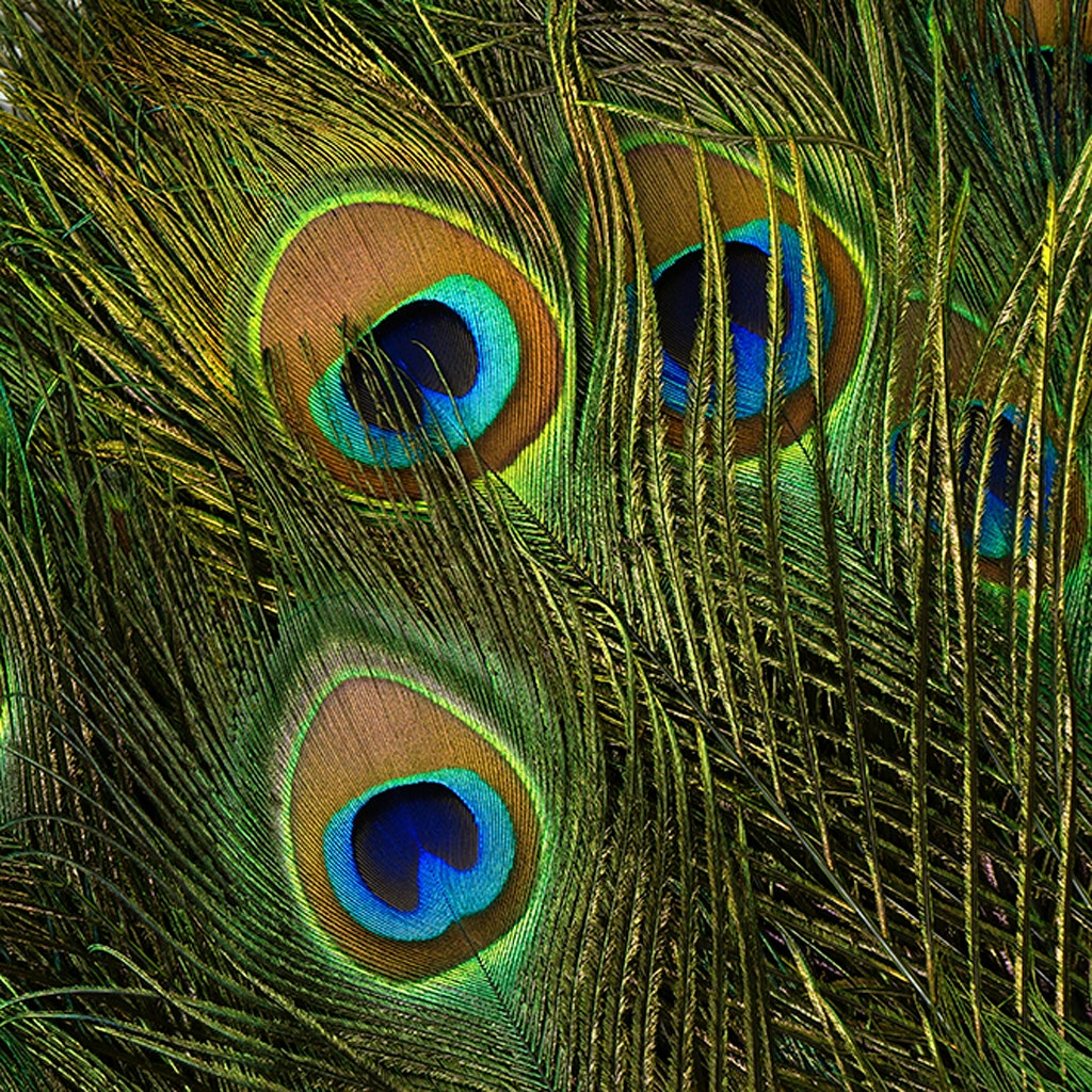 Peacock Tail Eyes Stem Dyed - 25-40 Inch - 100 PCS - Lime - Feathers