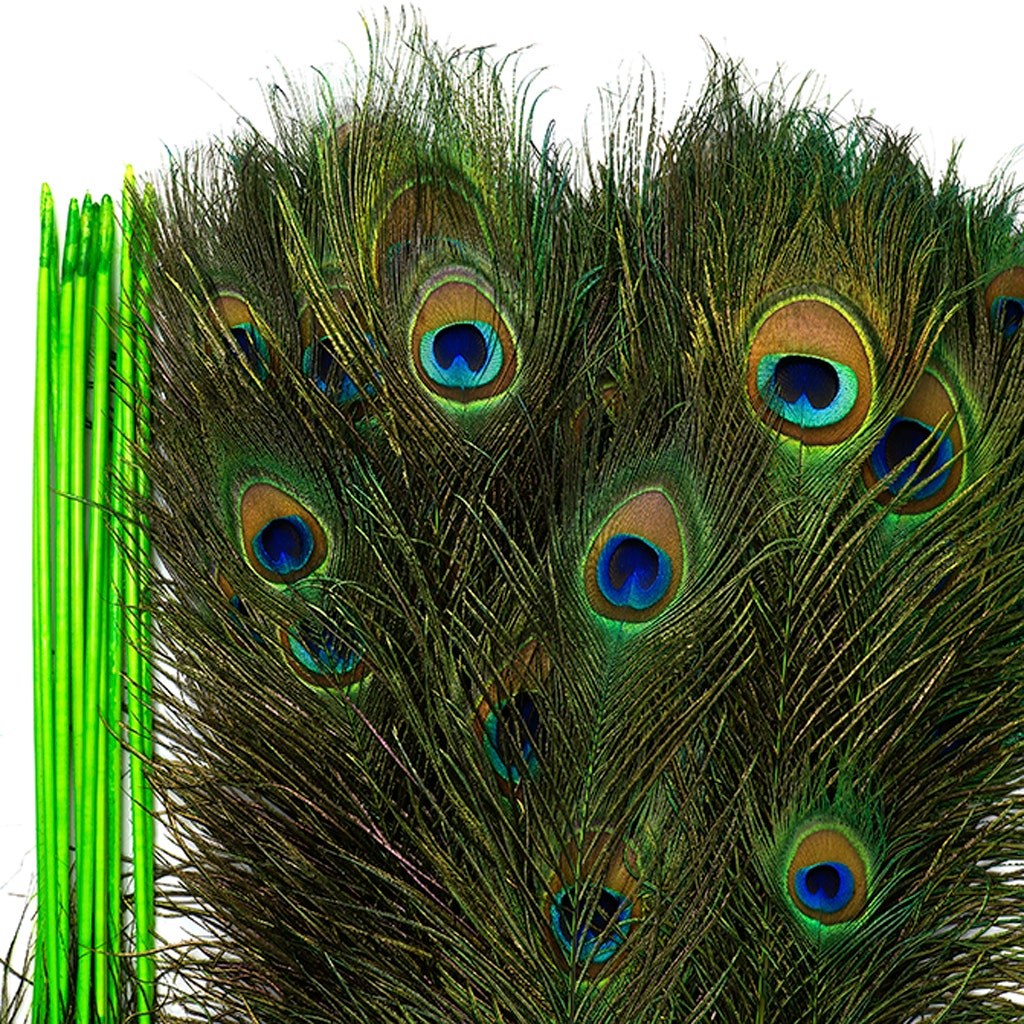 Peacock Tail Eyes Stem Dyed - 25-40 Inch - 100 PCS - Lime - Feathers