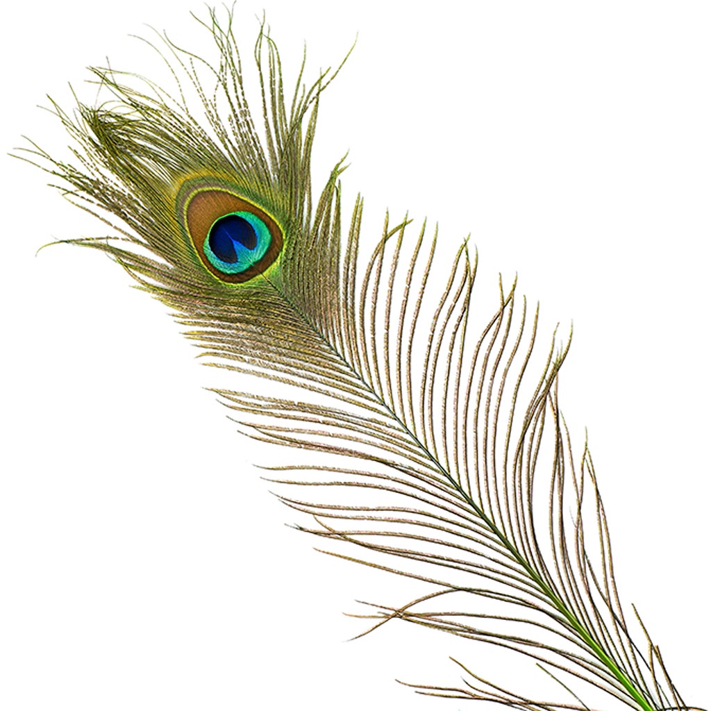 Peacock Tail Eyes Stem Dyed - 25-40 Inch - 100 PCS - Lime - Feathers