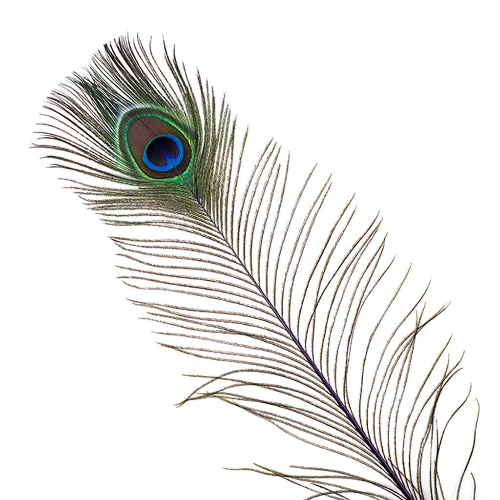 Peacock Tail Eyes Stem Dyed - 25-40 Inch - 100 PCS - Purple - Feathers