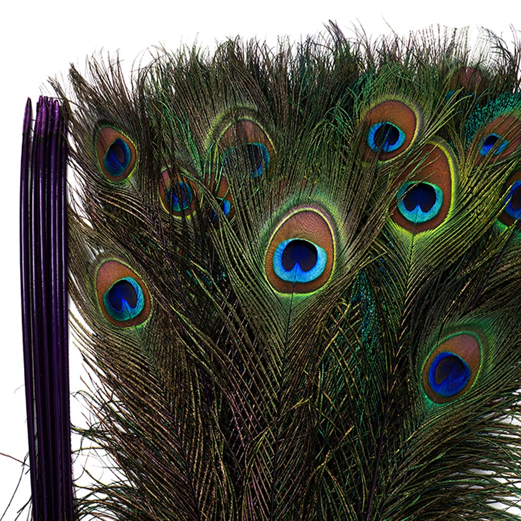 Peacock Tail Eyes Stem Dyed - 25-40 Inch - 100 PCS - Purple - Feathers