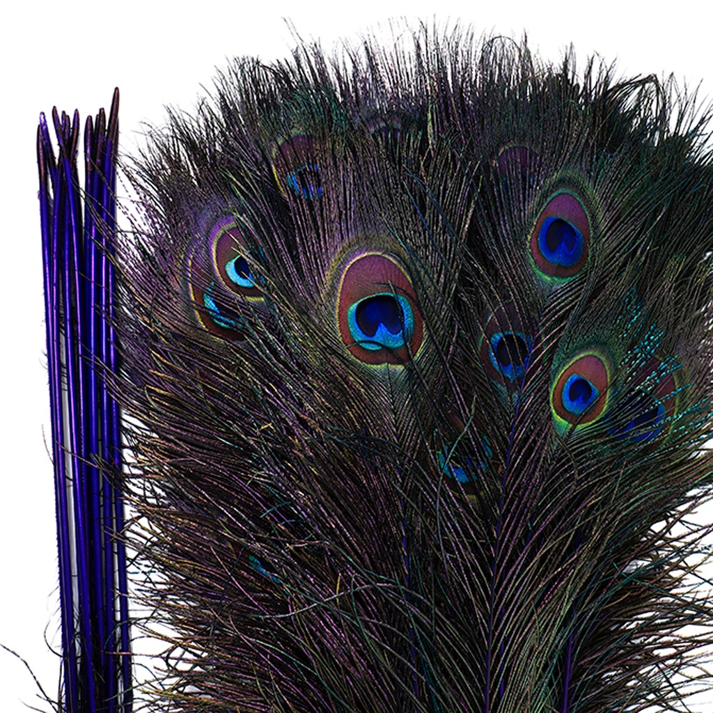 Peacock Tail Eyes Stem Dyed - 25-40 Inch - 100 PCS - Regal - Feathers