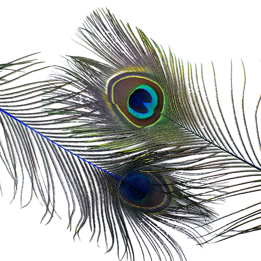 Peacock Tail Eyes Stem Dyed - 25-40 Inch - 100 PCS - Royal - Feathers