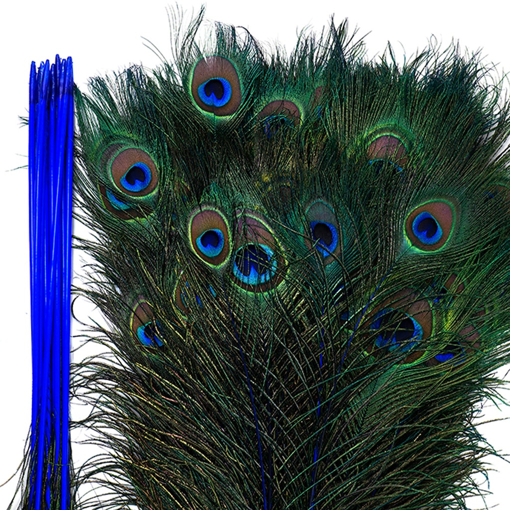 Peacock Tail Eyes Stem Dyed - 25-40 Inch - 100 PCS - Royal - Feathers