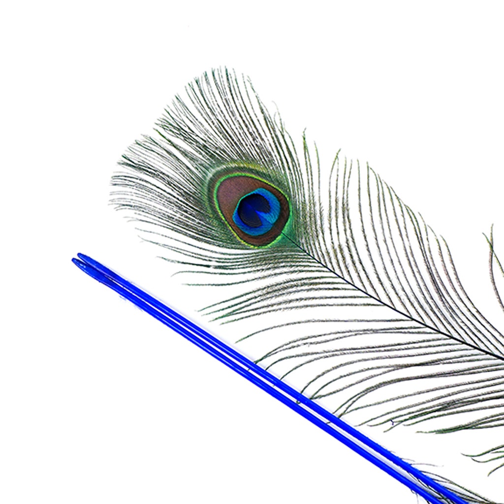 Peacock Tail Eyes Stem Dyed - 25-40 Inch - 100 PCS - Royal - Feathers