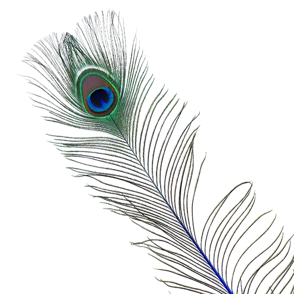 Peacock Tail Eyes Stem Dyed - 25-40 Inch - 100 PCS - Royal - Feathers