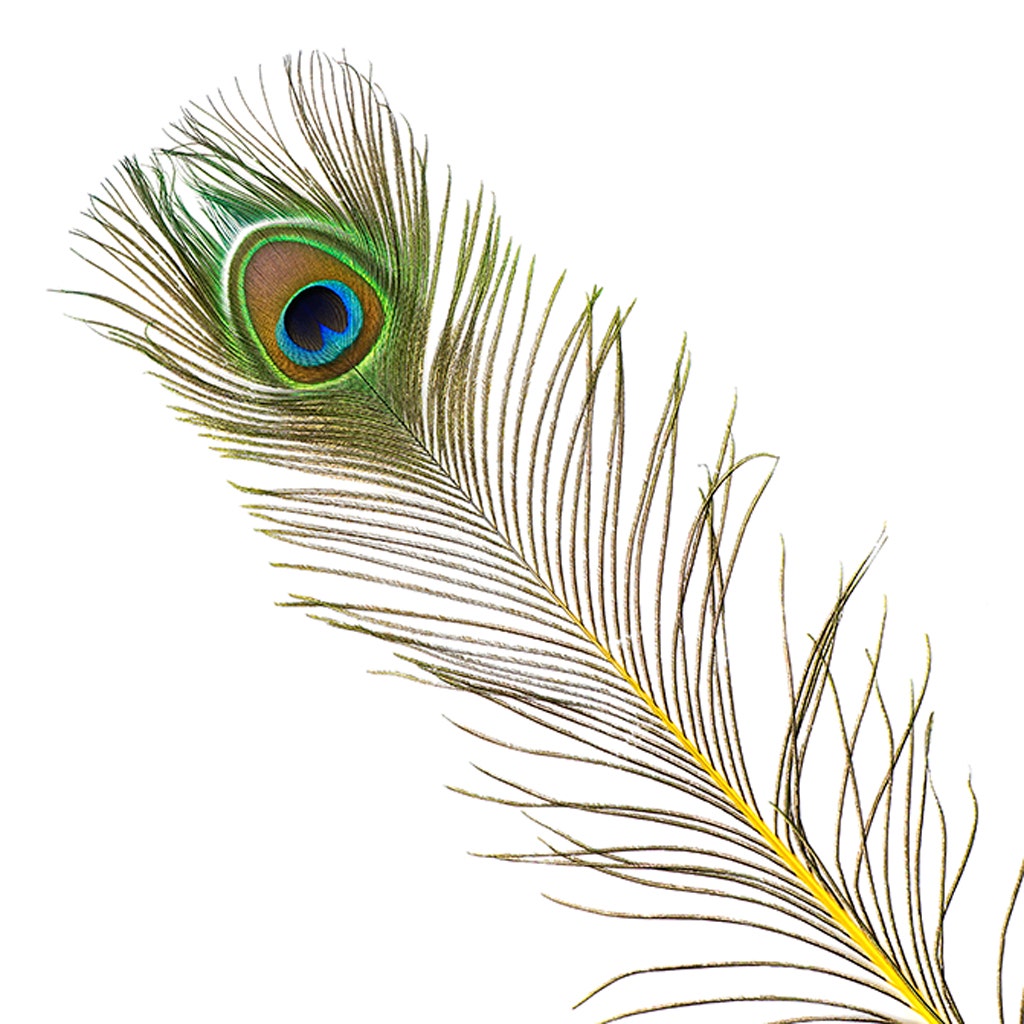 Peacock Tail Eyes Stem Dyed - 25-40 Inch - 100 PCS - Yellow - Feathers