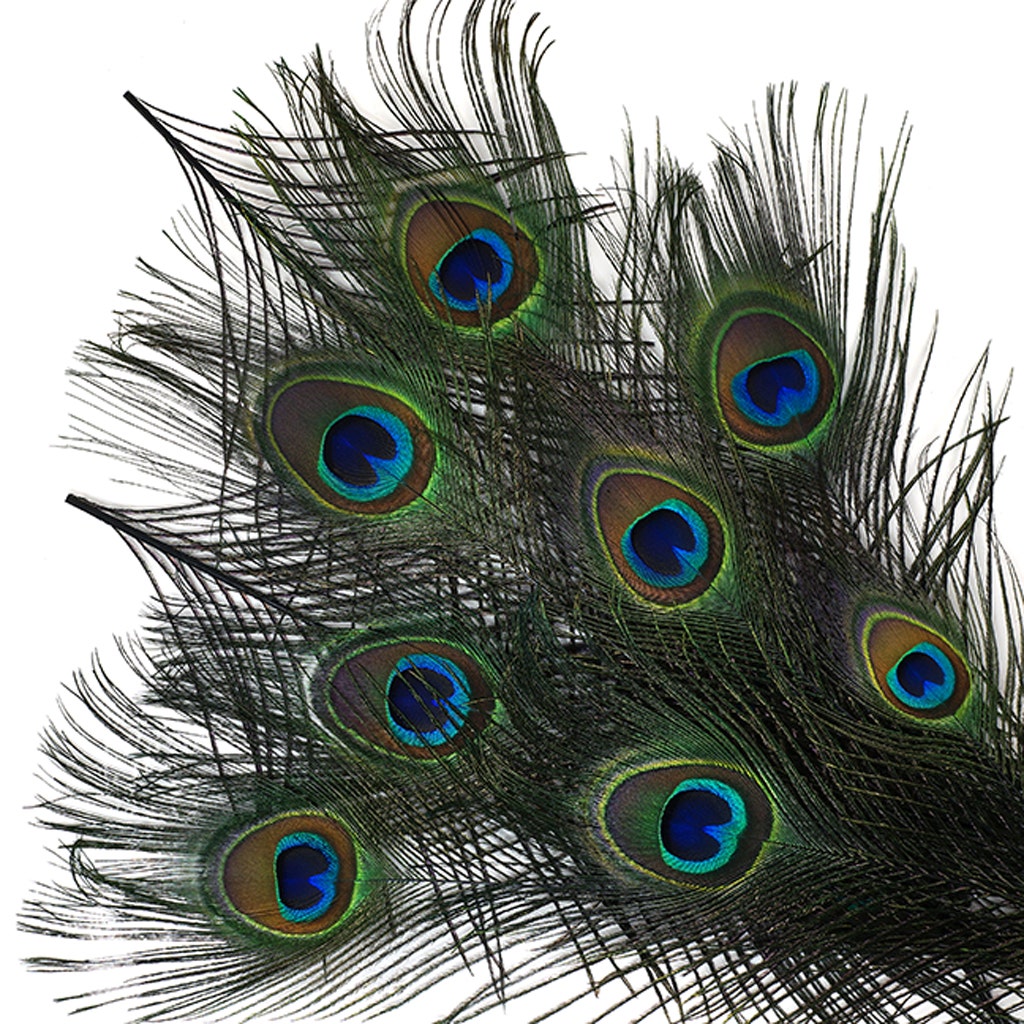 Peacock Tail Eyes Stem Dyed - Black - Feathers