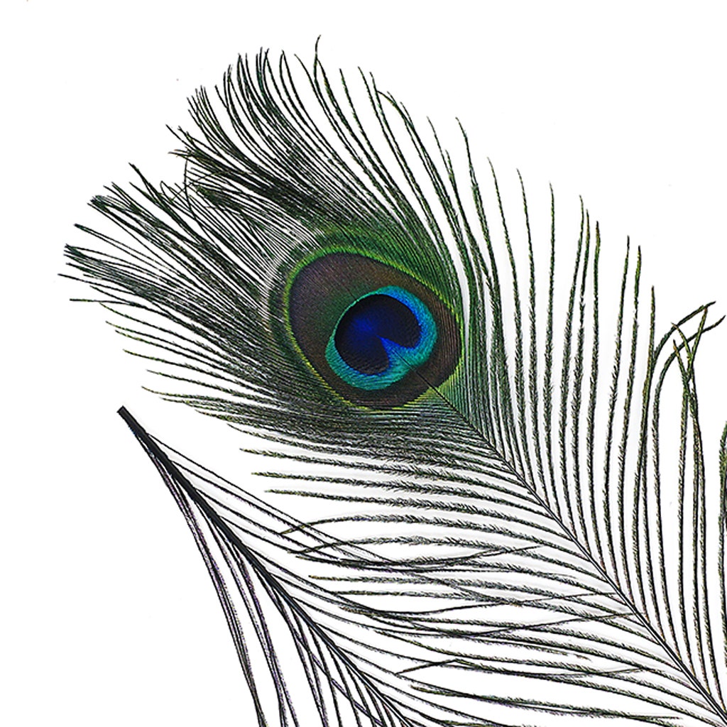 Peacock Tail Eyes Stem Dyed - Black - Feathers