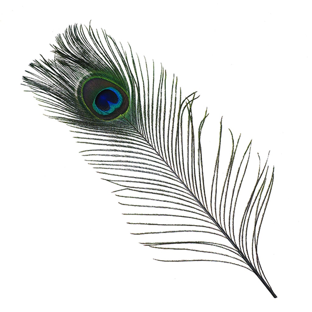 Peacock Tail Eyes Stem Dyed - Black - Feathers