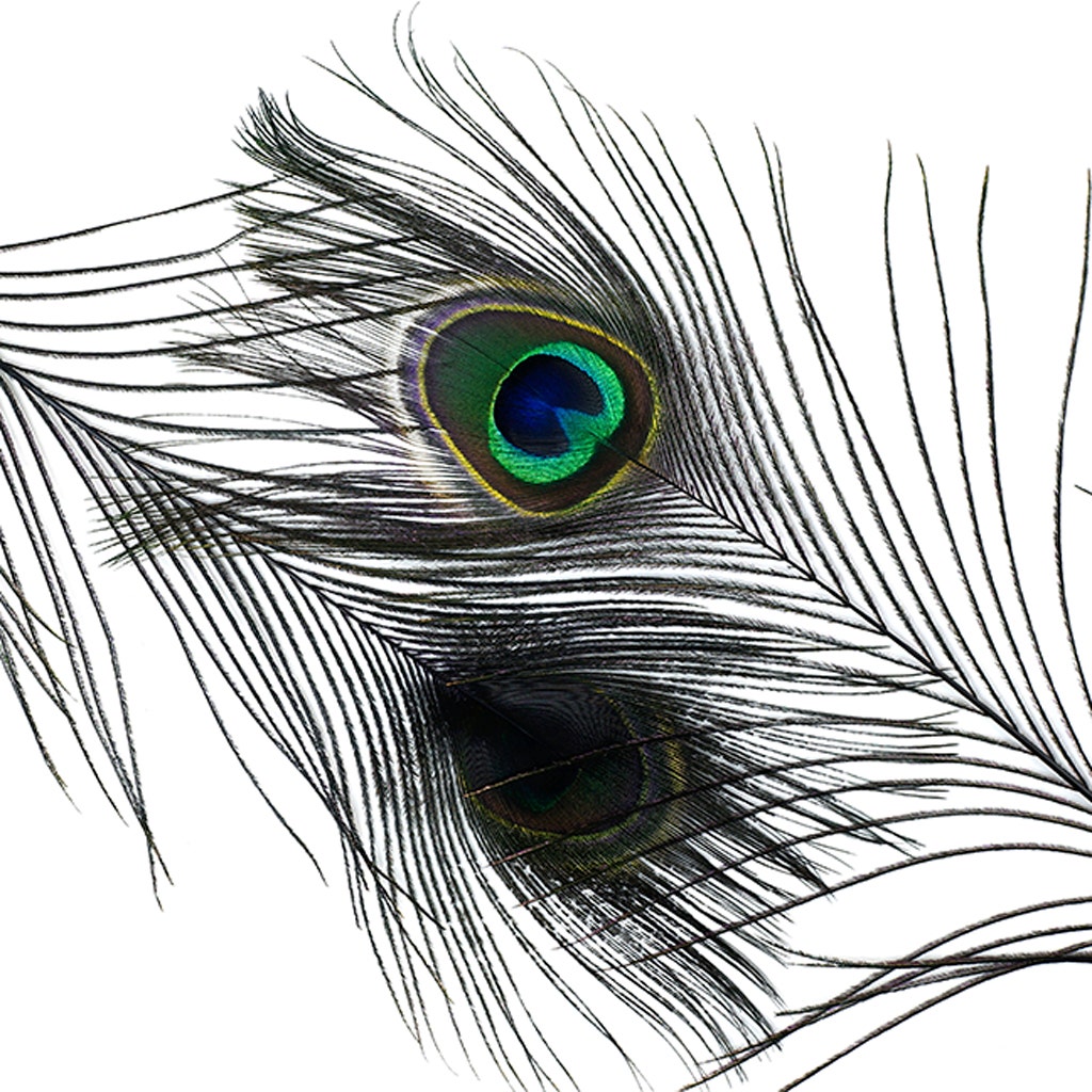 Peacock Tail Eyes Stem Dyed - Black - Feathers