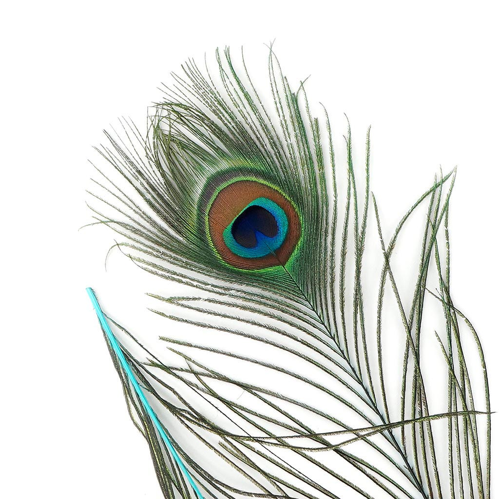 Peacock Tail Eyes Stem Dyed Light Turquoise - Feathers