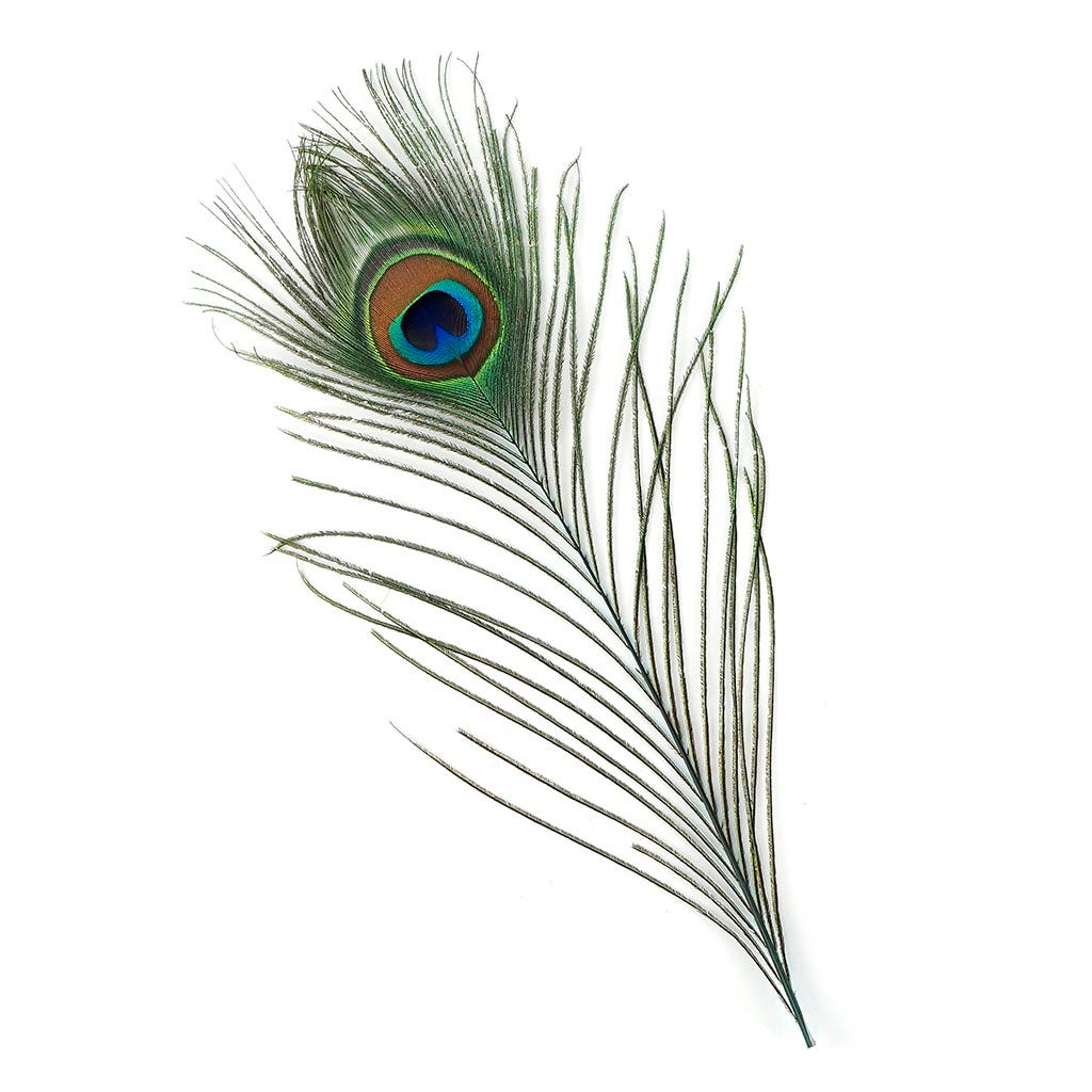 Peacock Tail Eyes Stem Dyed Light Turquoise - Feathers