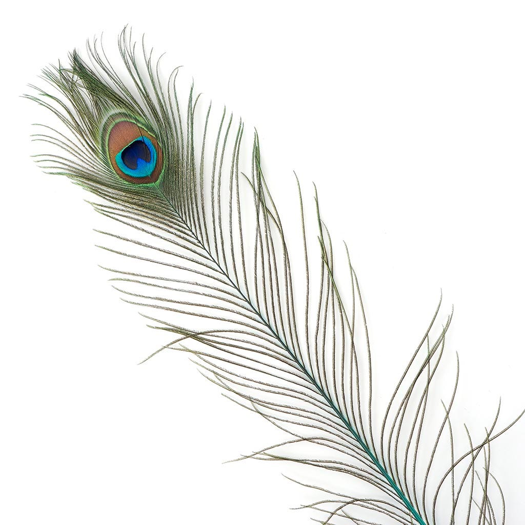 Peacock Tail Eyes Stem Dyed - Light Turquoise - Feathers