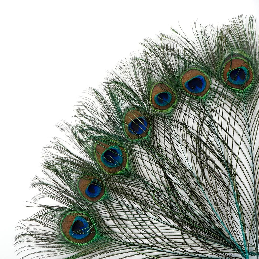 Peacock Tail Eyes Stem Dyed Light Turquoise - Feathers