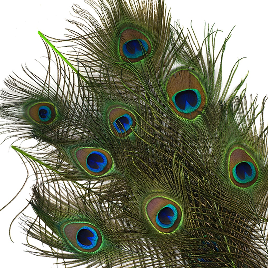 Peacock Tail Eyes Stem Dyed - Lime - Feathers