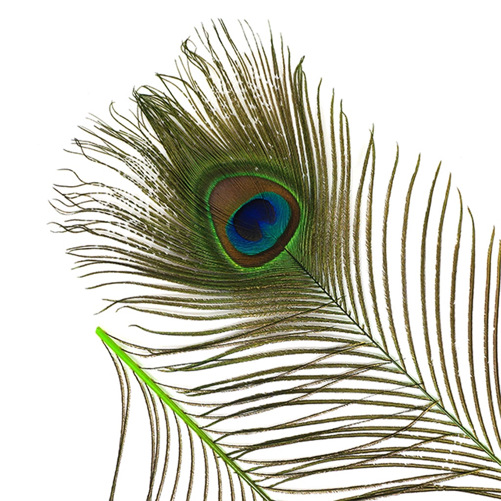 Peacock Tail Eyes Stem Dyed - Lime - Feathers