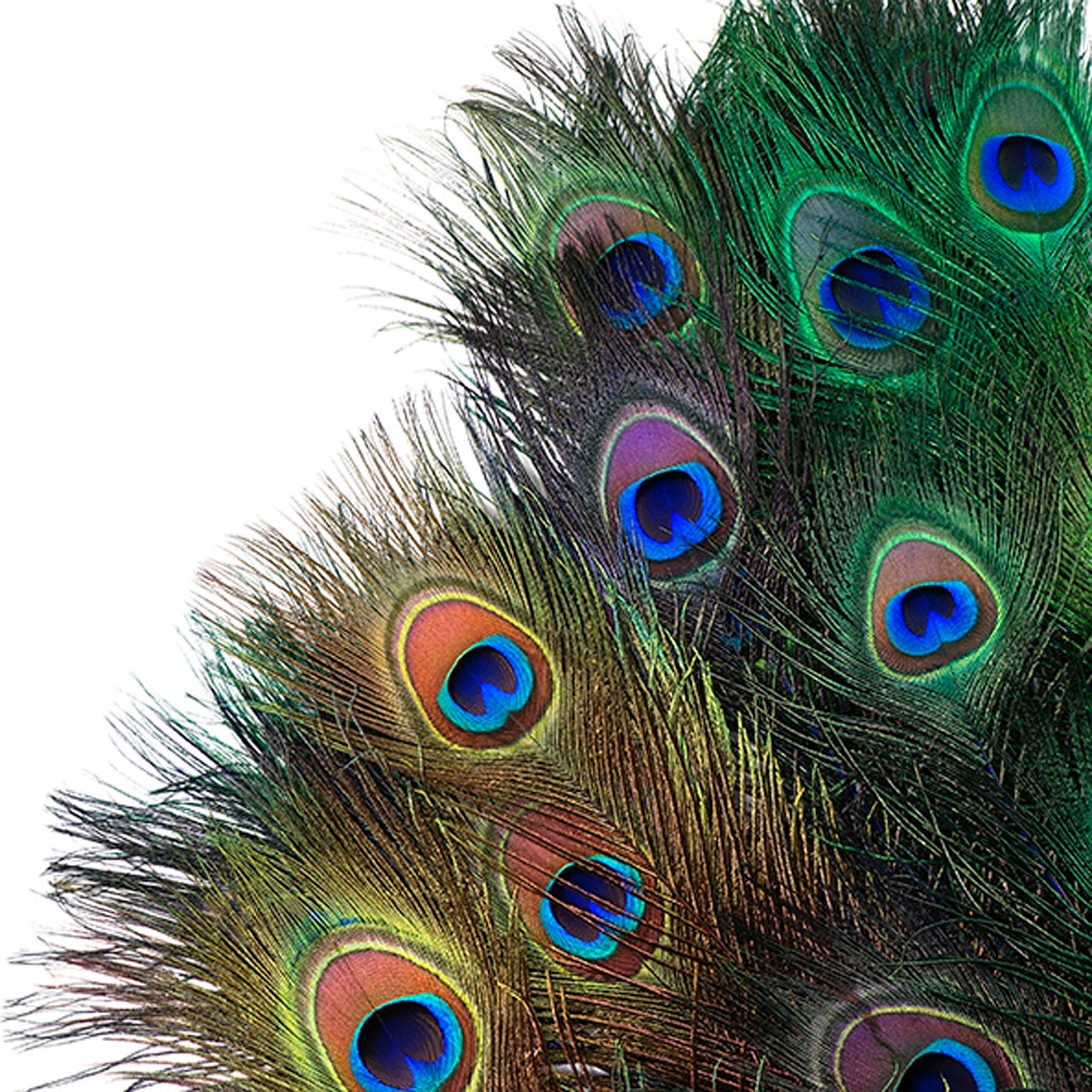 Peacock Tail Eyes Stem Dyed Mix - Jewel Mix - Feathers