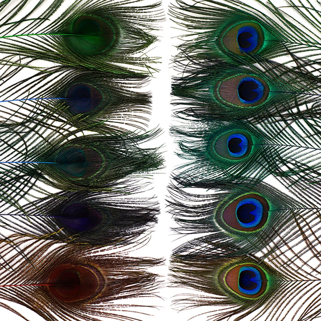 Peacock Tail Eyes Stem Dyed Mix - Jewel Mix - Feathers