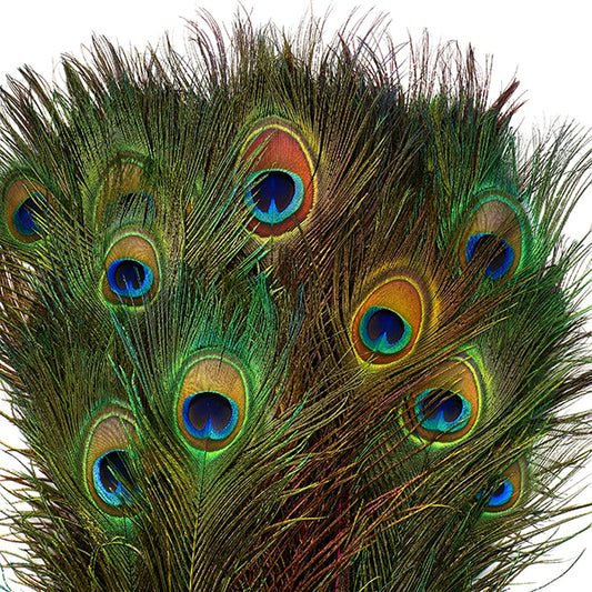 Peacock Tail Eyes Stem Dyed Mix - Neon Mix - Feathers