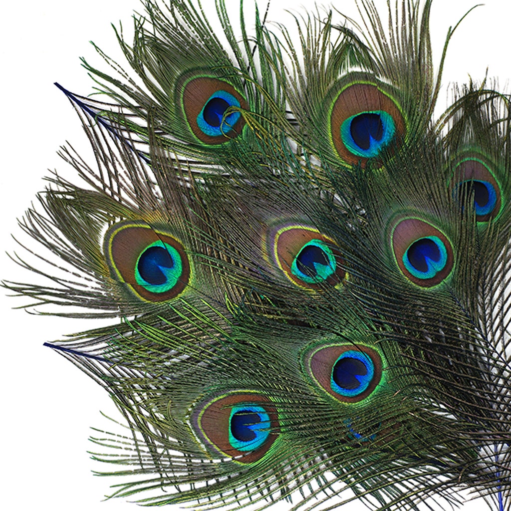 Peacock Tail Eyes Stem Dyed - Royal - Feathers