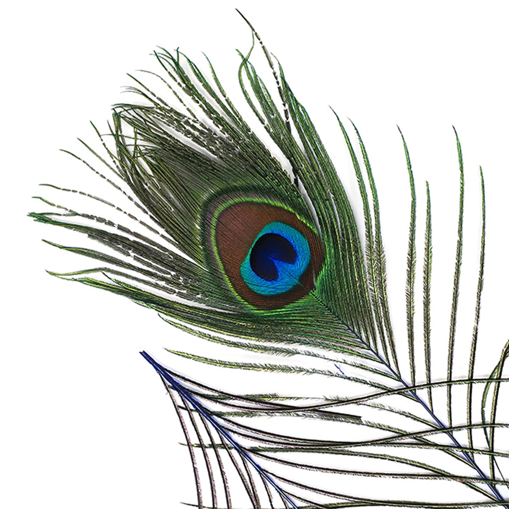 Peacock Tail Eyes Stem Dyed - Royal - Feathers