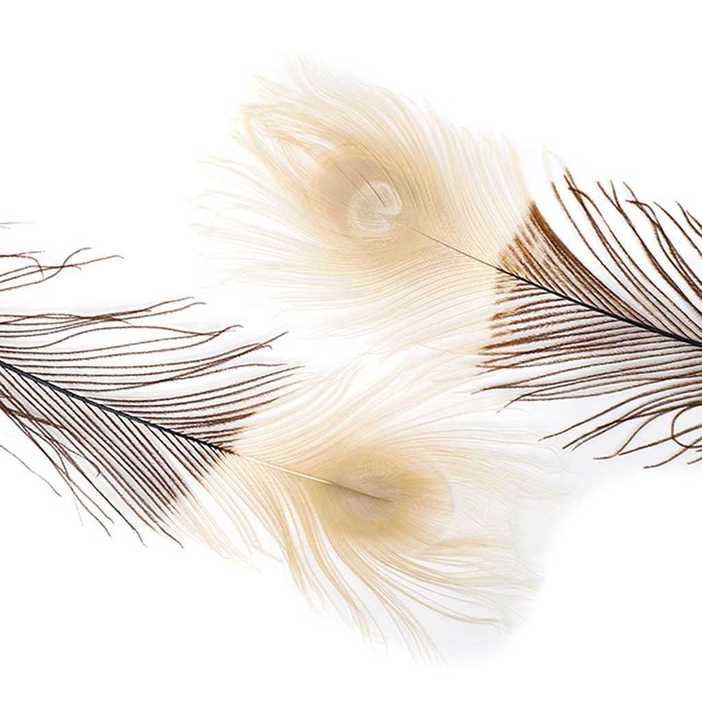 Peacock Tail Eyes Tipped - Brown/Eggshell - 25 -40’’ - Feathers