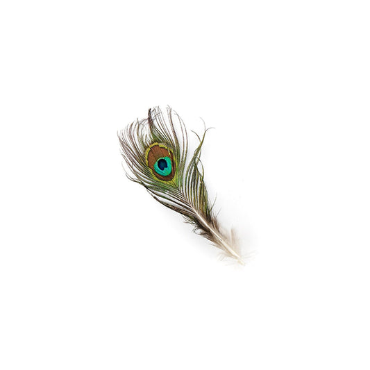 Peacock Tail W/ Small Eye - 2 - 4’’ - Feathers