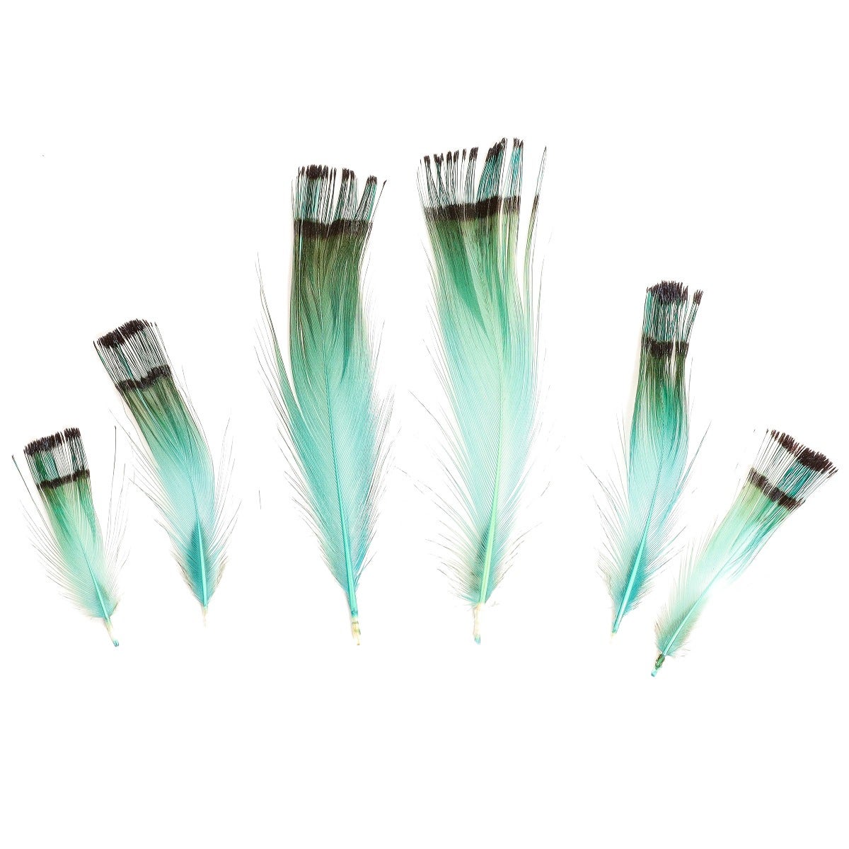 Pheasant Golden Crest Plumage 1-3.5’’ - Aqua Marine - Feathers