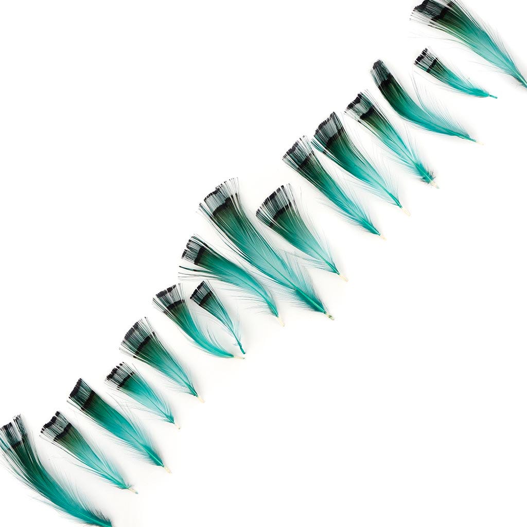 Pheasant Golden Crest Plumage 1-3.5’’ - Aqua Marine - Feathers