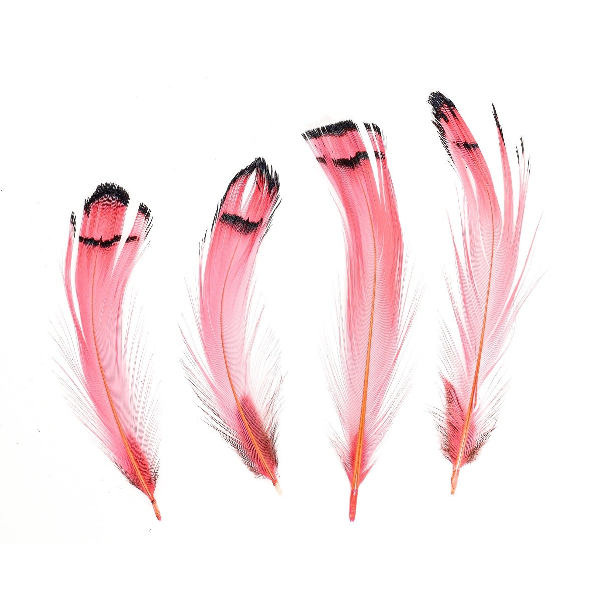 Pheasant Lady Amherst Crest Plumage 1-3.5’’ Coral - Feathers