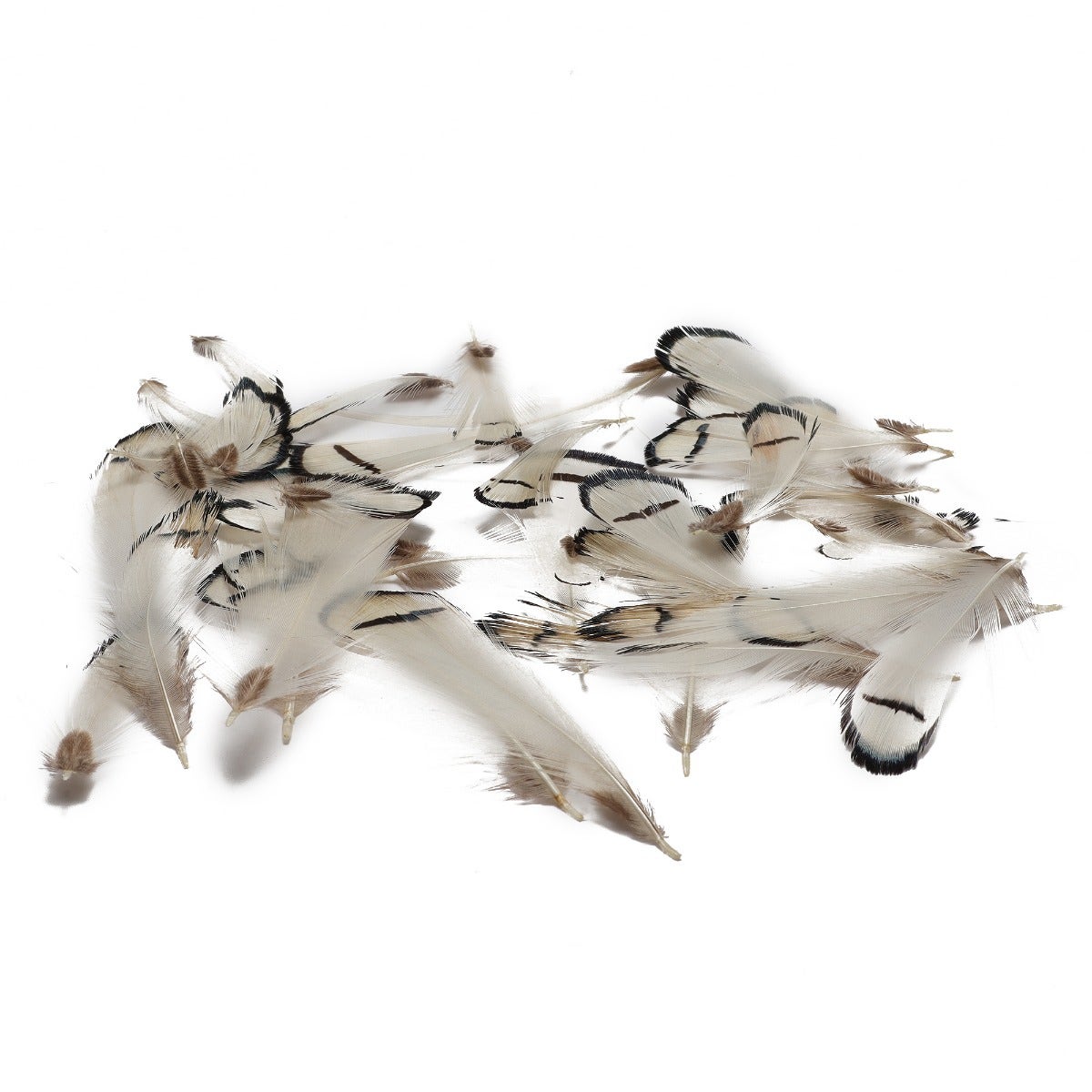 Pheasant Lady Amherst Crest Plumage 1-3.5’’ Natural - Feathers