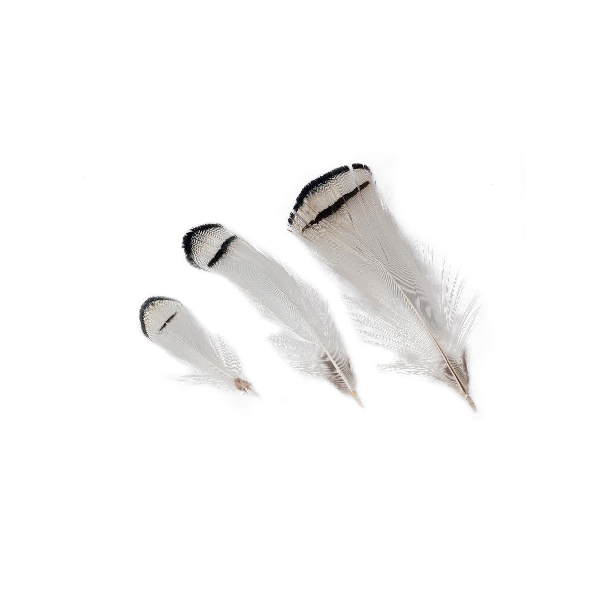 Pheasant Lady Amherst Crest Plumage 1-3.5’’ Natural - Feathers