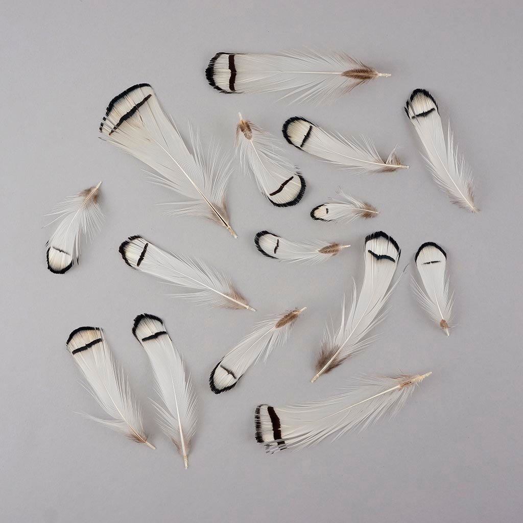 Pheasant Lady Amherst Crest Plumage 1-3.5’’ Natural - Feathers