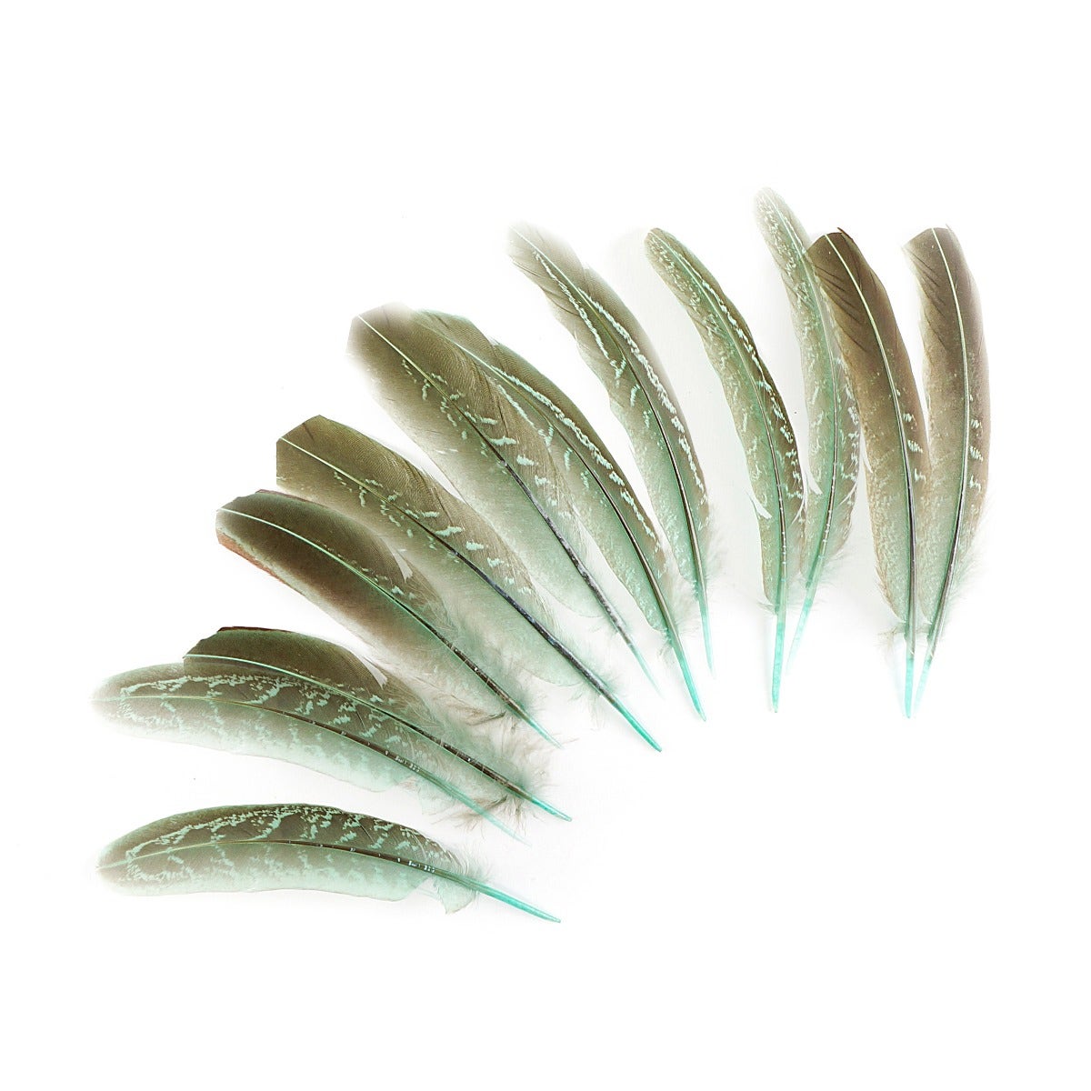 Pheasant Tail Feathers Dyed - Mint - Feathers