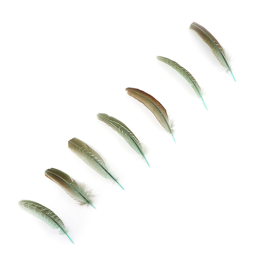 Pheasant Tail Feathers Dyed - Mint - Feathers