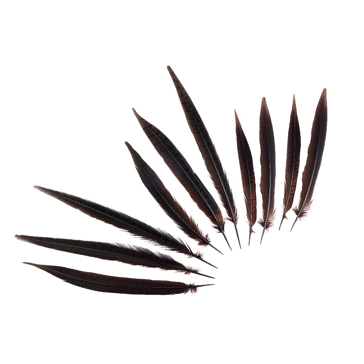 Pheasant Tails Assorted Bleached - Brown - Feathers