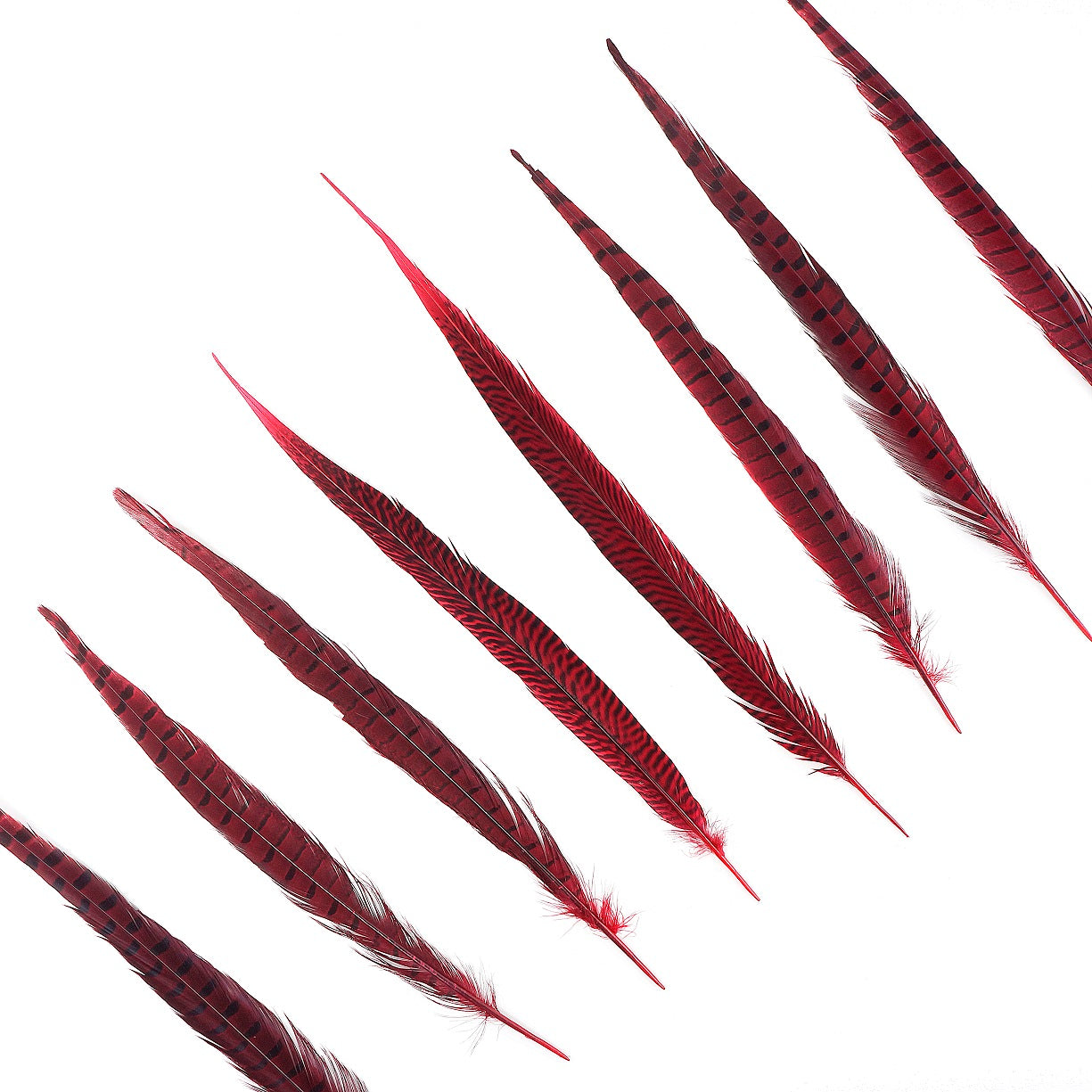 Pheasant Tails Assorted Dyed - Red-14-18’’ - Feathers