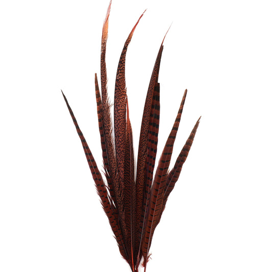 Pheasant Tails Assorted Dyed - Red - Feathers