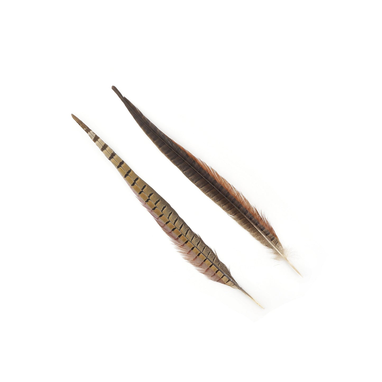 Pheasant Tails Assorted Natural -14-18’’ - Feathers