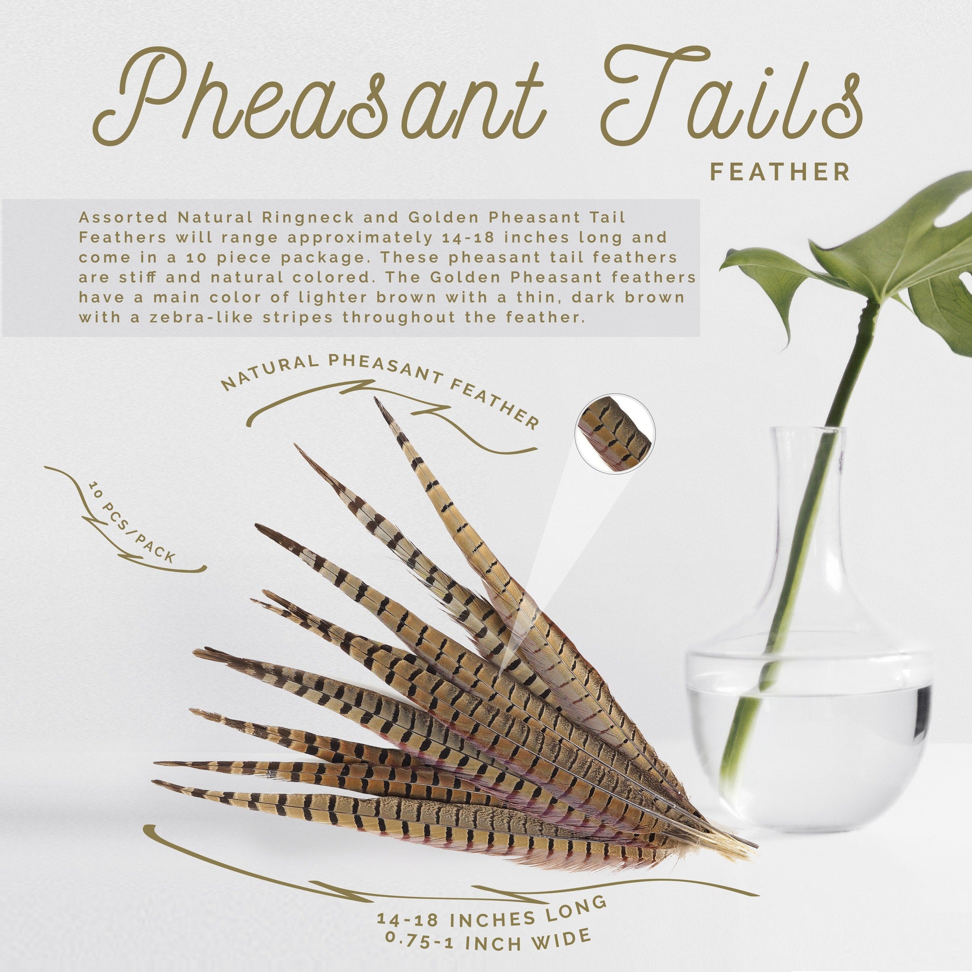 Pheasant Tails Assorted Natural -14-18’’ - Feathers