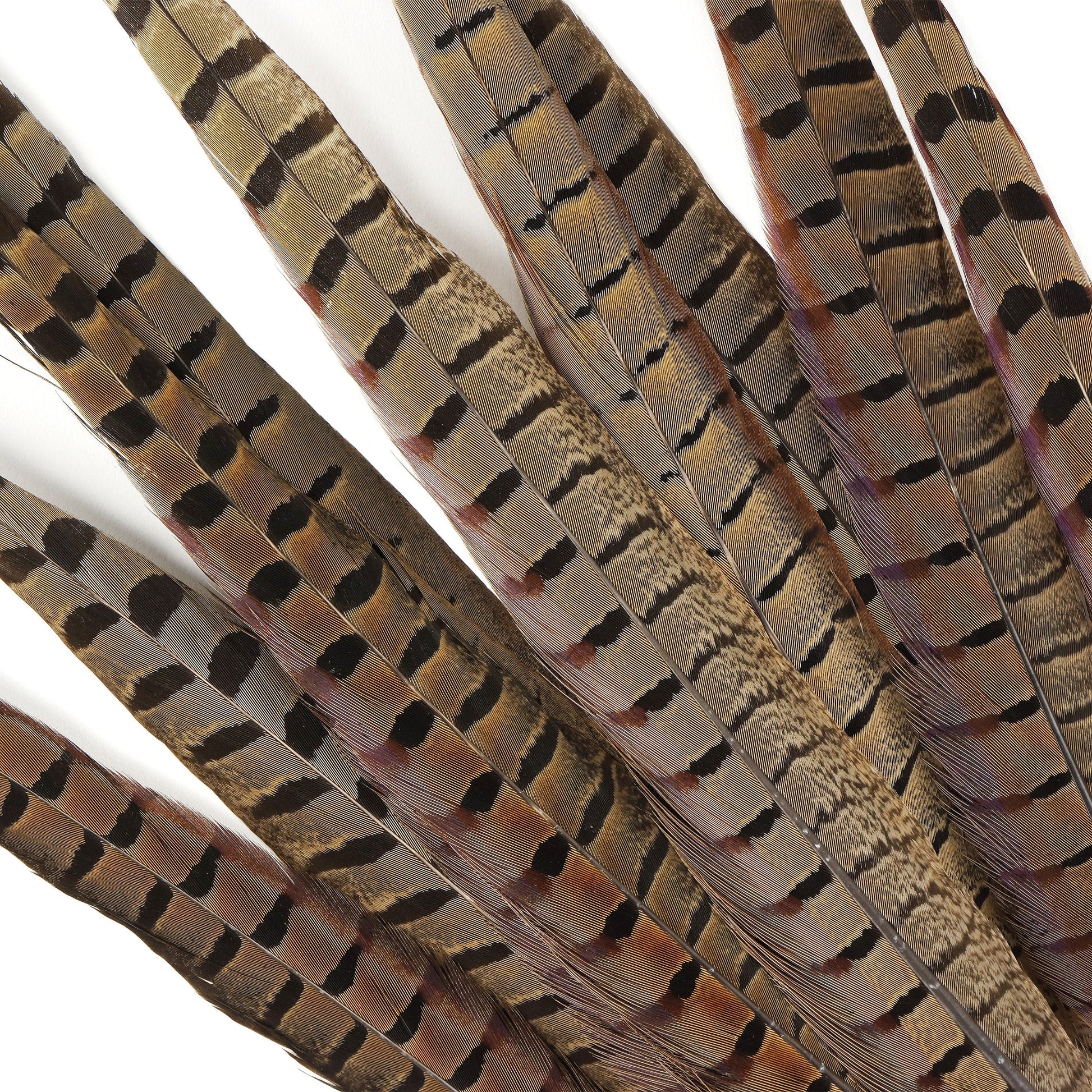 Pheasant Tails Assorted Natural -14-18’’ - Feathers