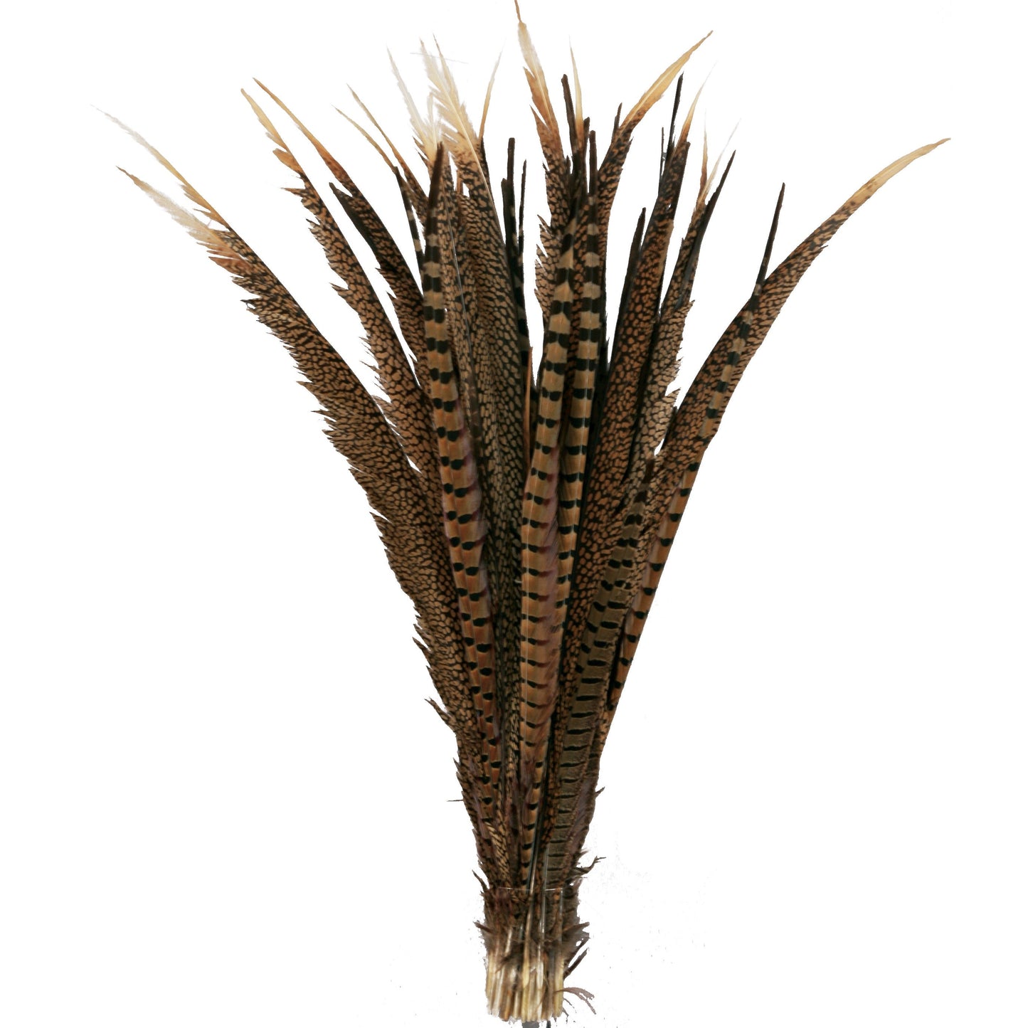 Pheasant Tails Assorted Natural - 16 - 30’’ - Feathers