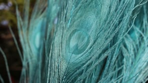 Turquoise Peacock Feathers | 8-15