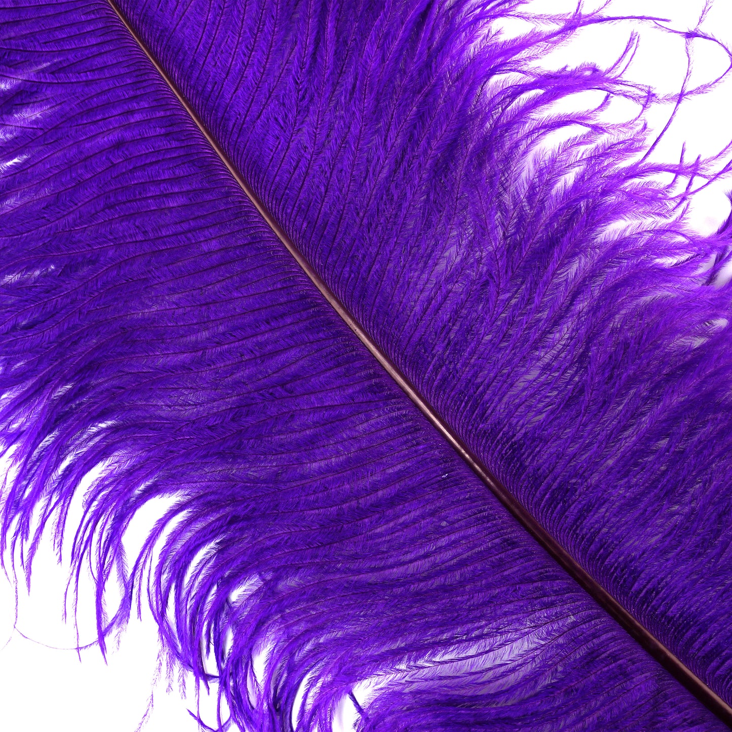 Large Ostrich Feathers - 24-30" Prime Femina Plumes - Regal