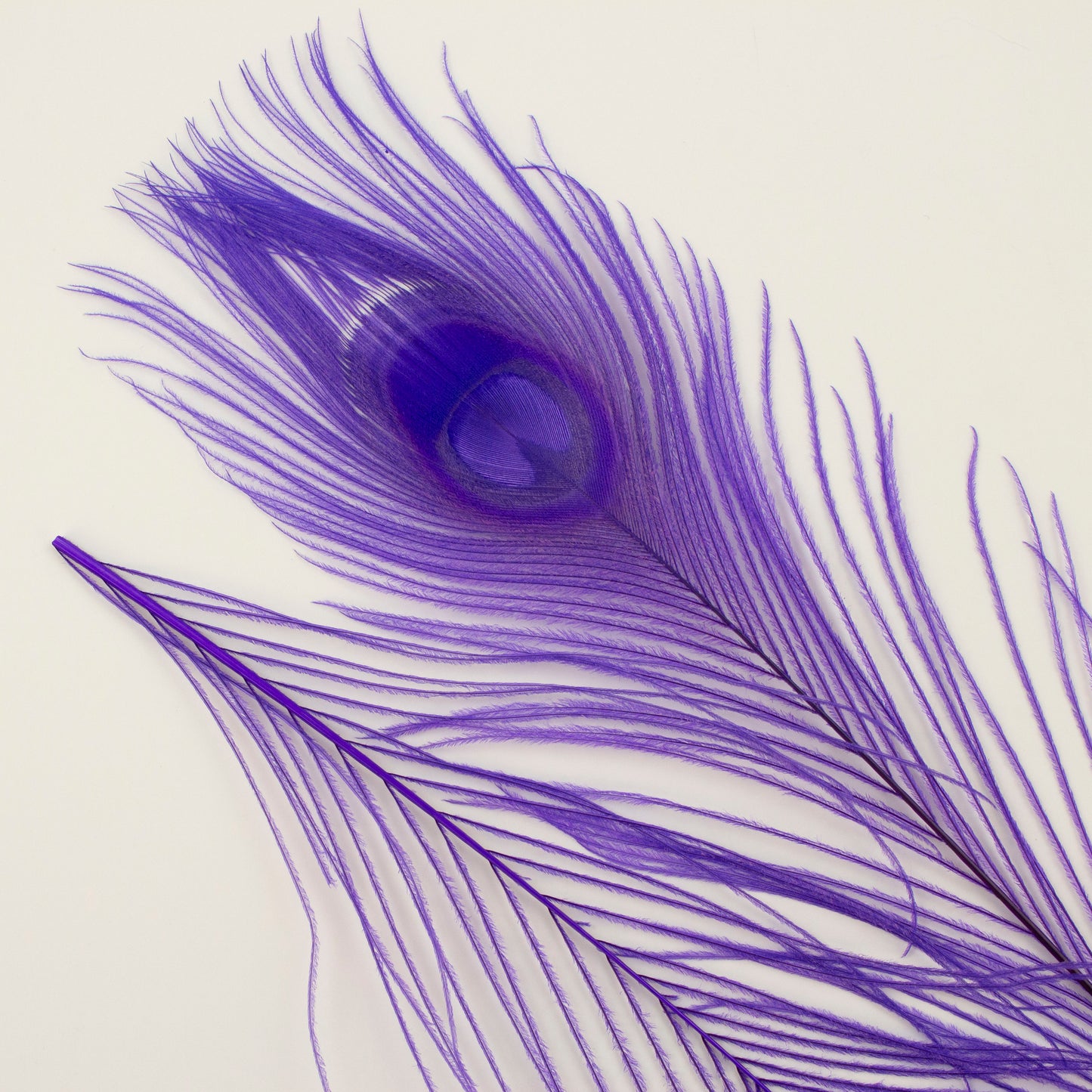 Peacock Feathers | 8-15" Tail Eyes | Fluorescent Lilac (Bulk)