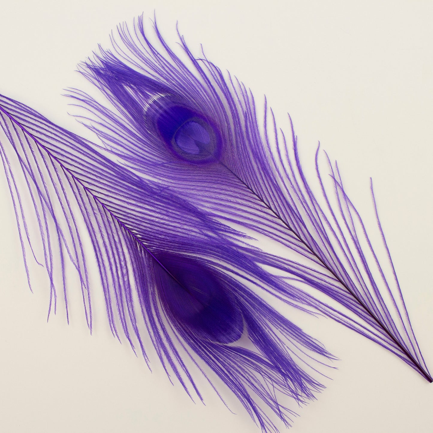 Small Purple Peacock Feather